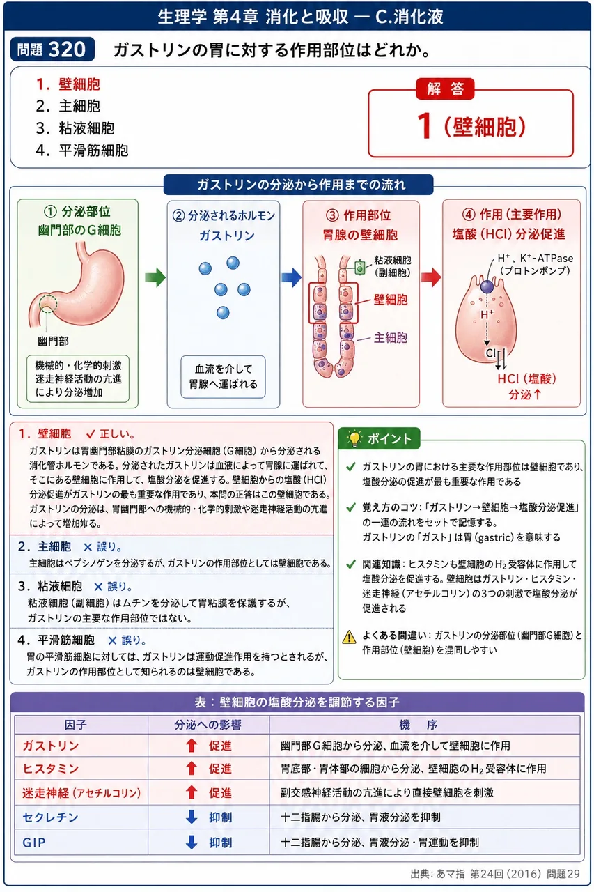 あマ指 第24回(2016) 問題29|ガストリンの胃に対する作用部位はどれか。 解説図