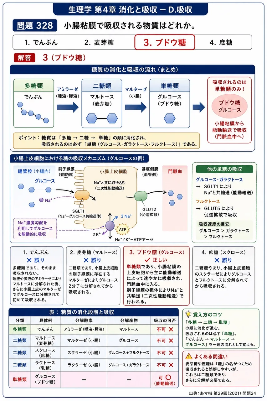 あマ指 第29回(2021) 問題24|小腸粘膜で吸収される物質はどれか。 解説図
