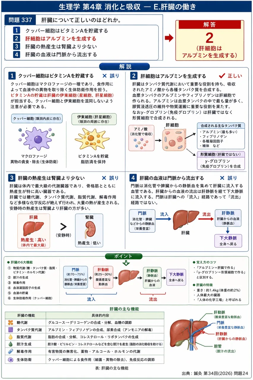 鍼灸 第34回(2026) 問題24|肝臓について正しいのはどれか。 解説図