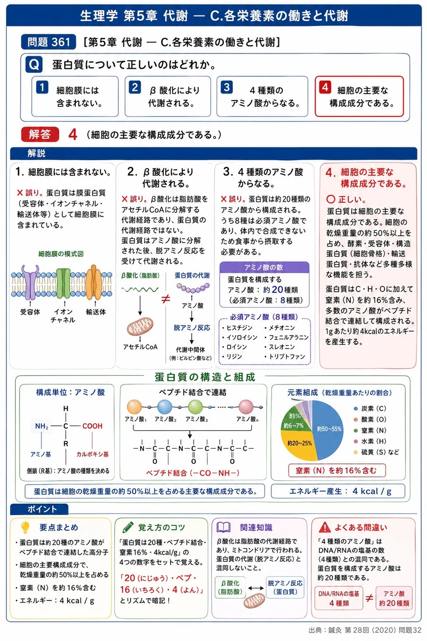 鍼灸 第28回(2020) 問題32｜蛋白質について正しいのはどれか。 解説図