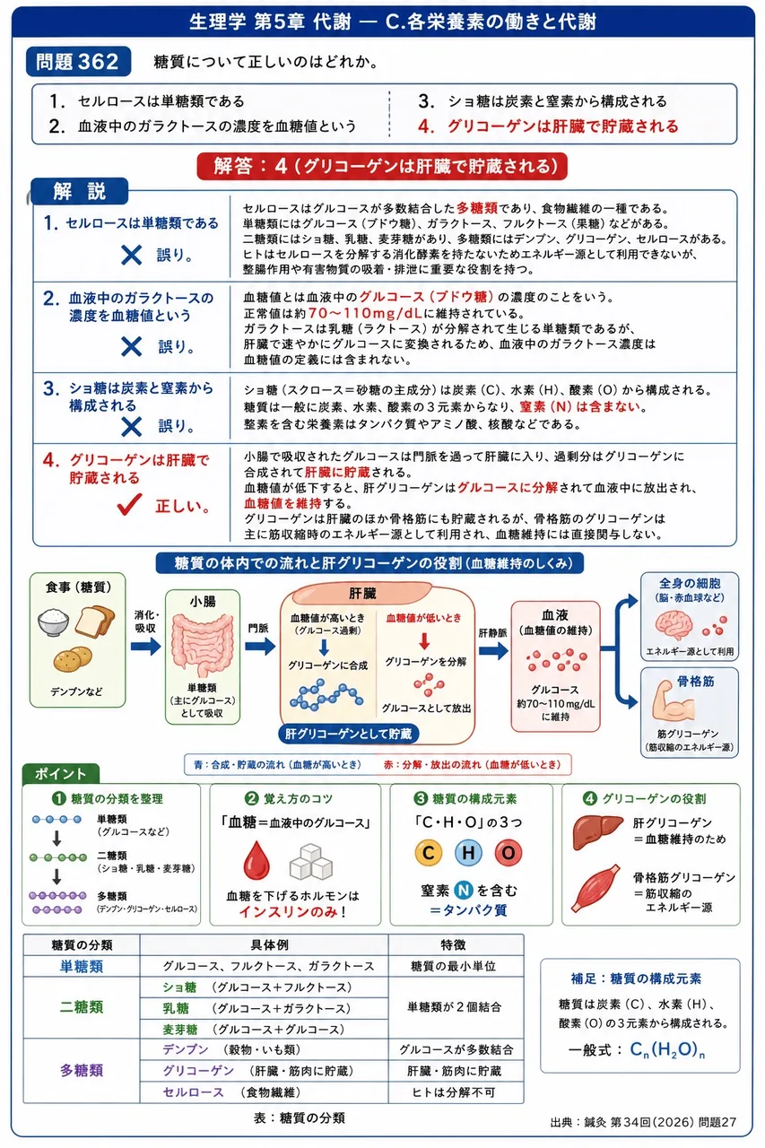 鍼灸 第34回(2026) 問題27|糖質について正しいのはどれか。 解説図