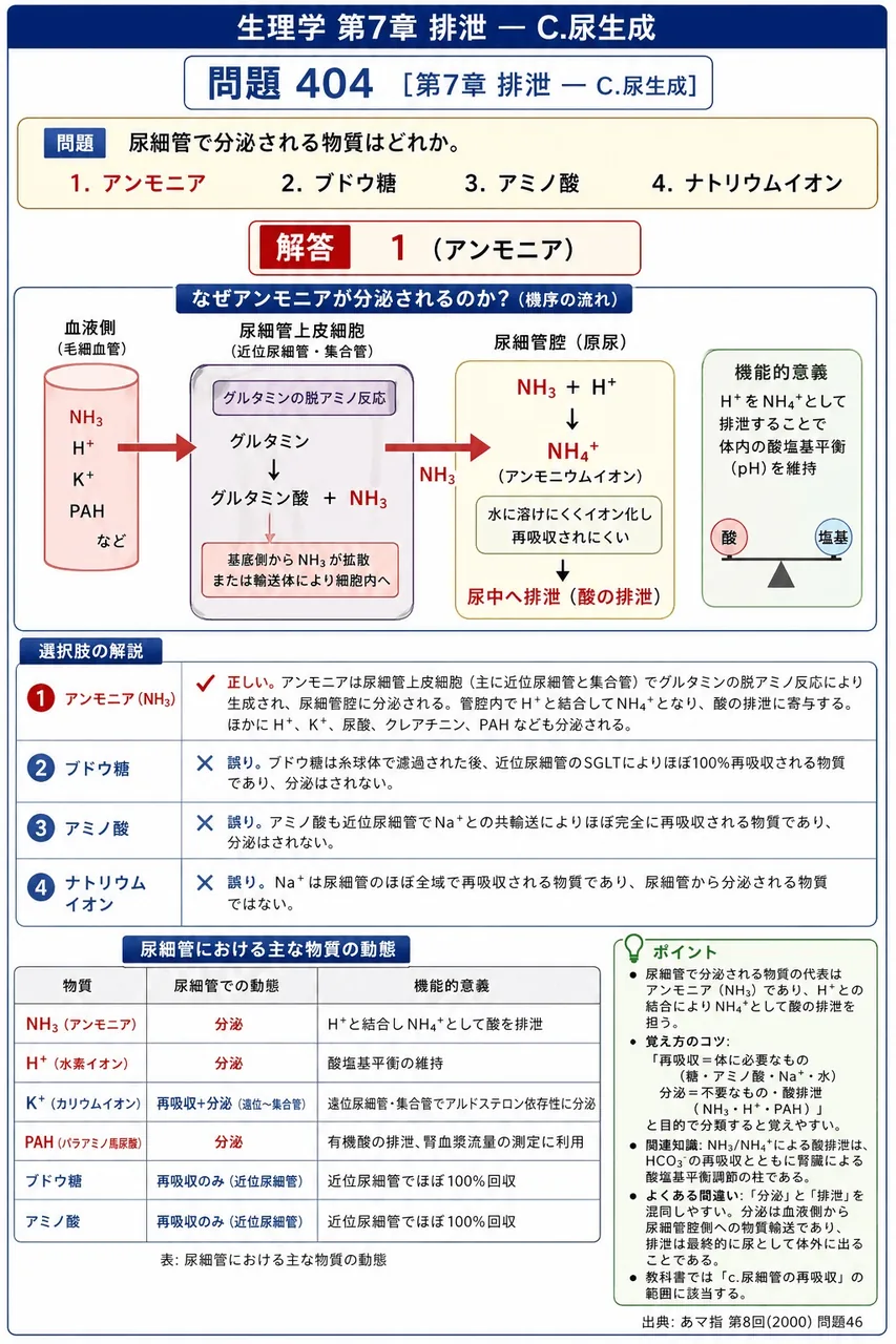 あマ指 第8回(2000) 問題46|尿細管で分泌される物質はどれか。 解説図