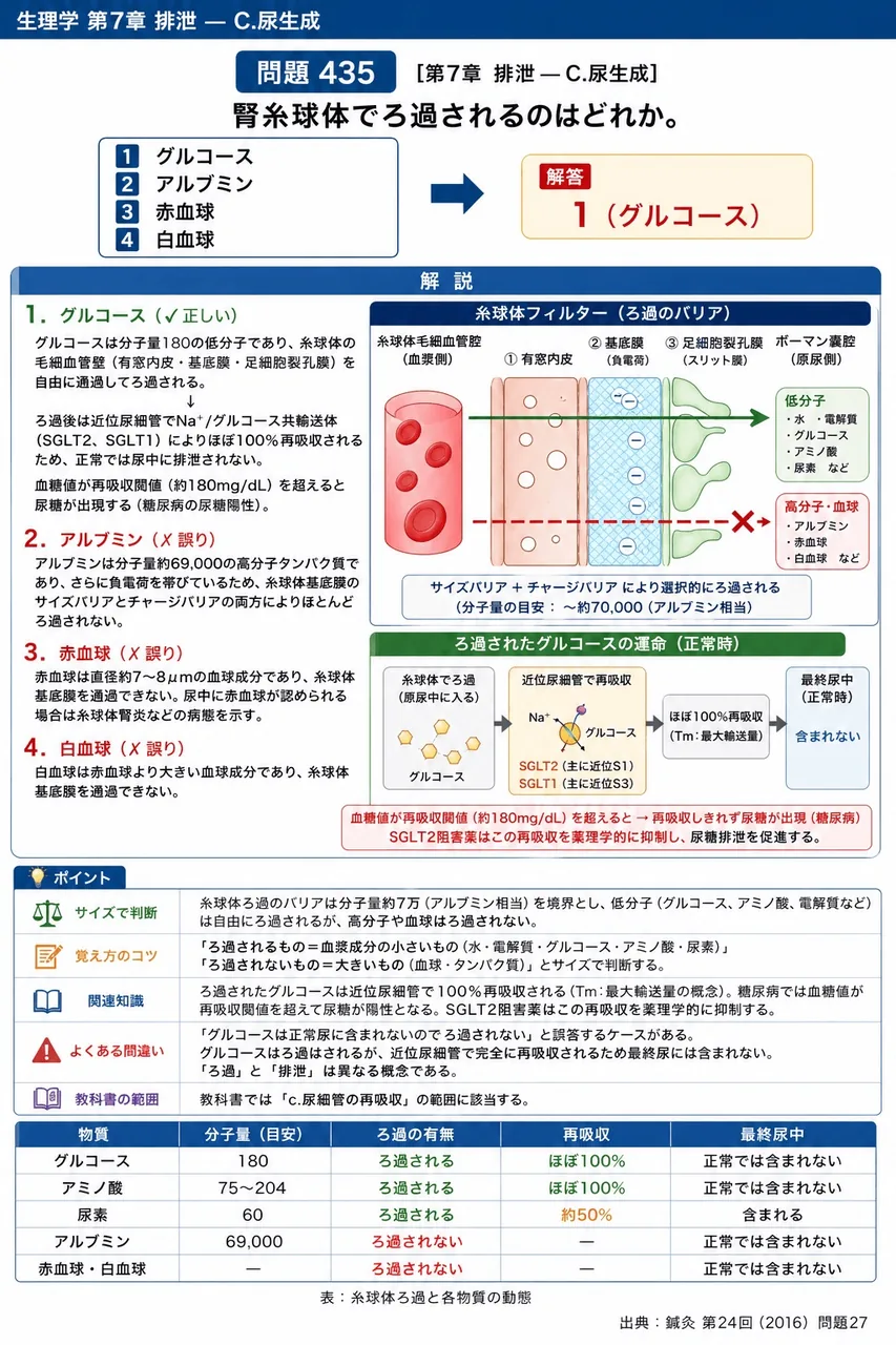 鍼灸 第24回(2016) 問題27|腎糸球体でろ過されるのはどれか。 解説図