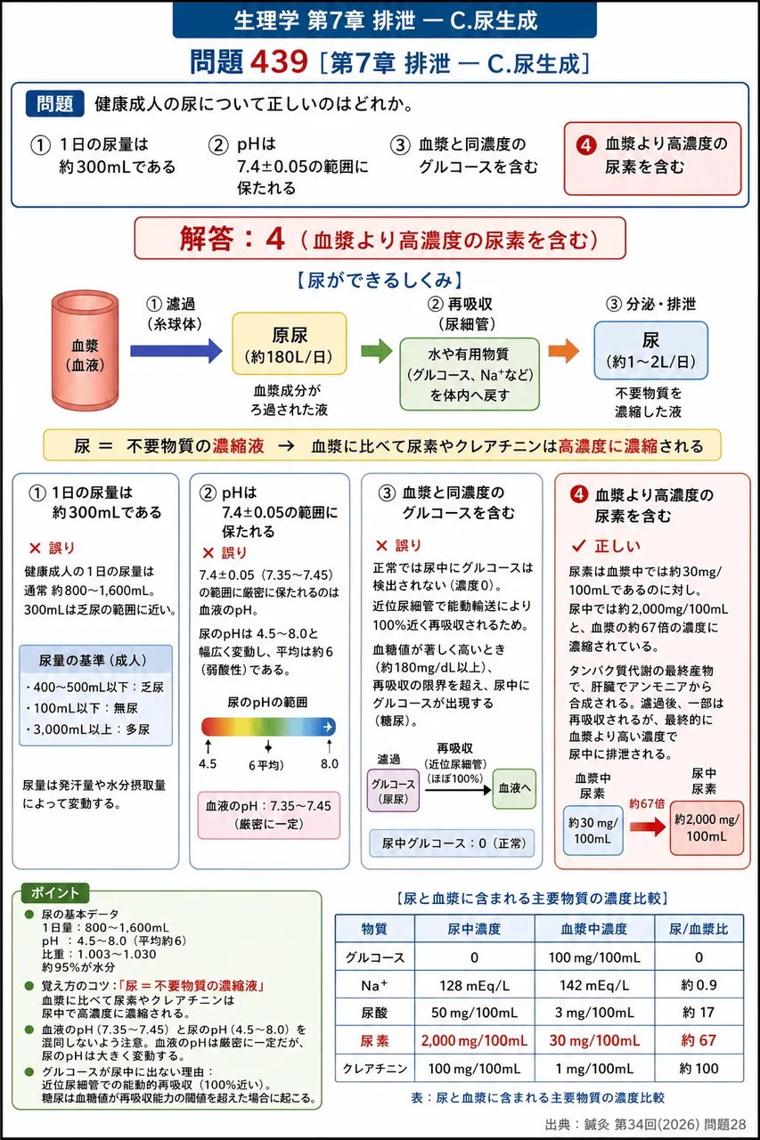 鍼灸 第34回(2026) 問題28|健康成人の尿について正しいのはどれか。 解説図