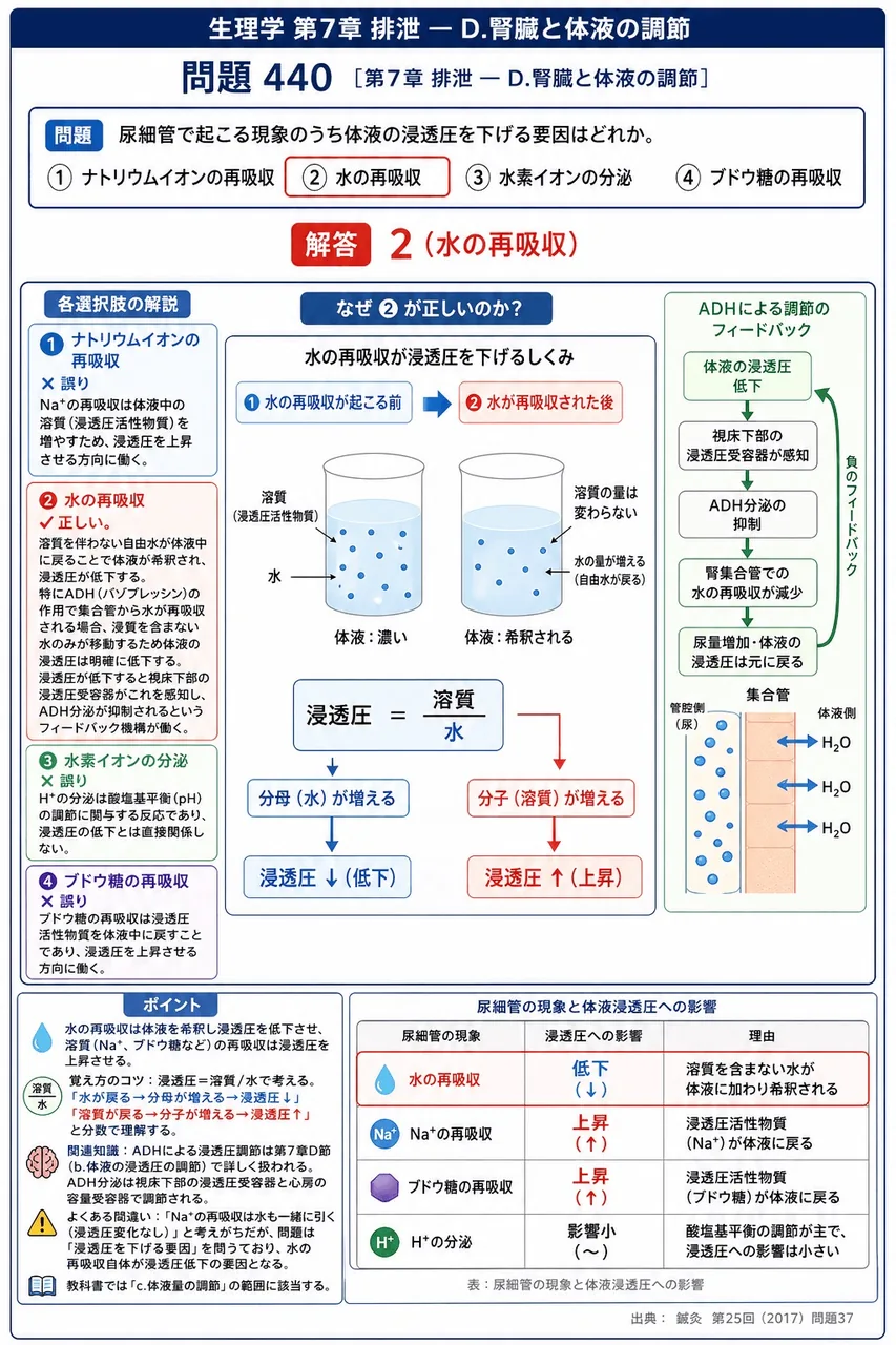 鍼灸 第25回(2017) 問題37|尿細管で起こる現象のうち体液の浸透圧を下げる要因はどれか。 解説図