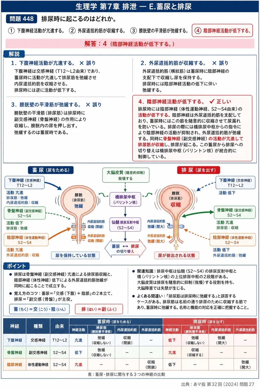 あマ指 第32回(2024) 問題27|排尿時に起こるのはどれか。 解説図