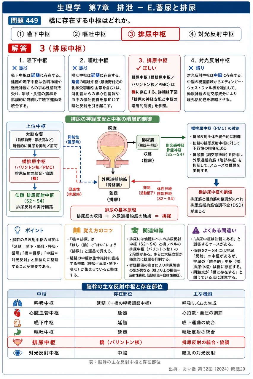 あマ指 第32回(2024) 問題29|橋に存在する中枢はどれか。 解説図
