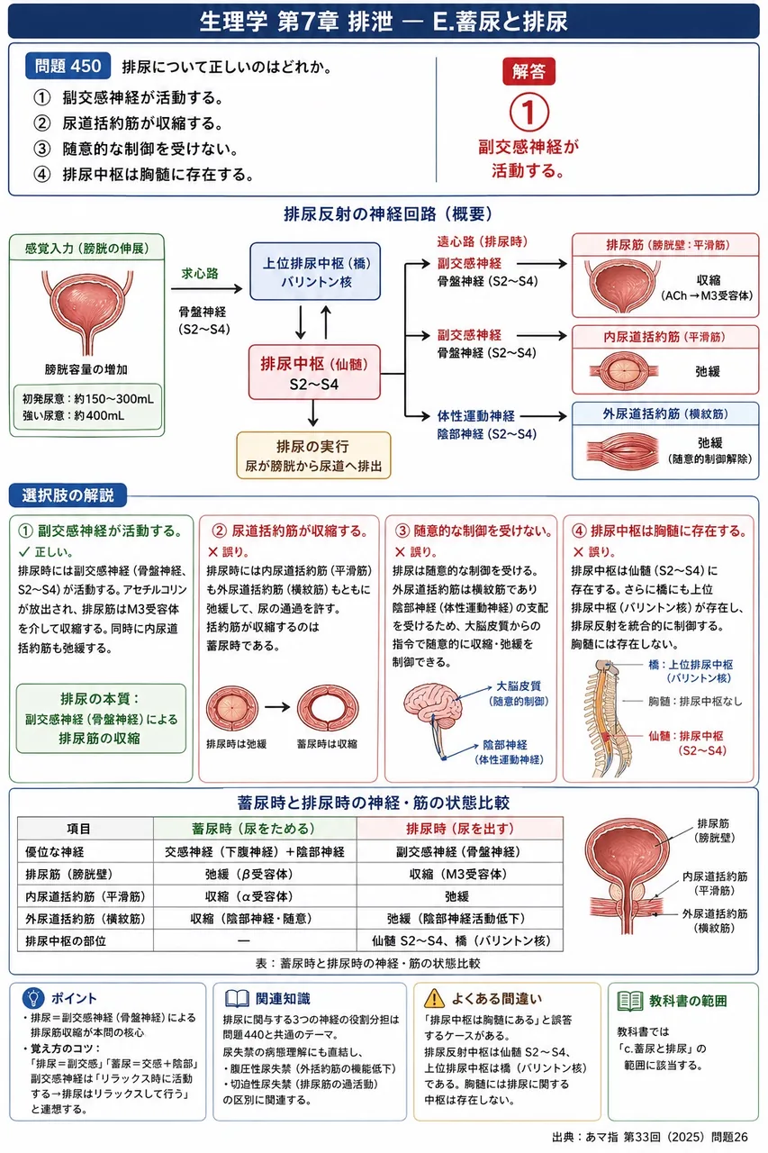 あマ指 第33回(2025) 問題26|排尿について正しいのはどれか。 解説図