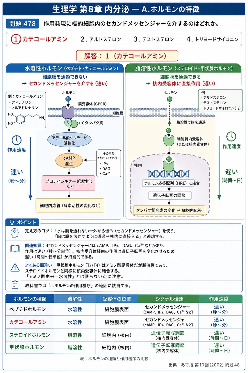 あマ指 第10回(2002) 問題48|作用発現に標的細胞内のセカンドメッセンジャーを介するのはどれか。 解説図