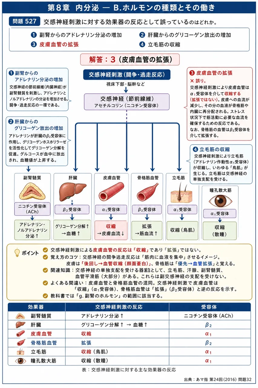 あマ指 第24回(2016) 問題32|交感神経刺激に対する効果器の反応として誤っているのはどれか。 解説図