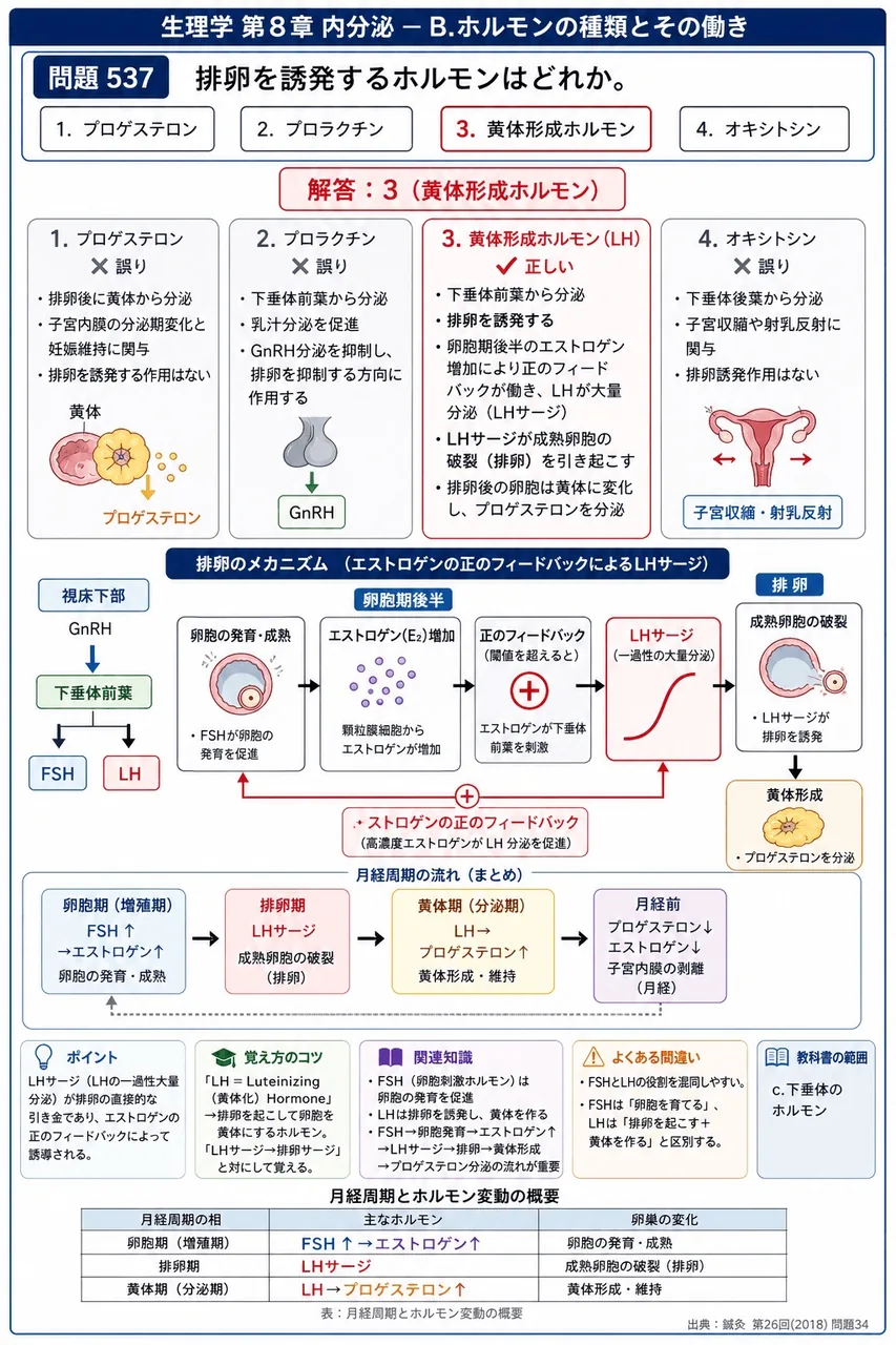 鍼灸 第26回(2018) 問題34｜排卵を誘発するホルモンはどれか。 解説図