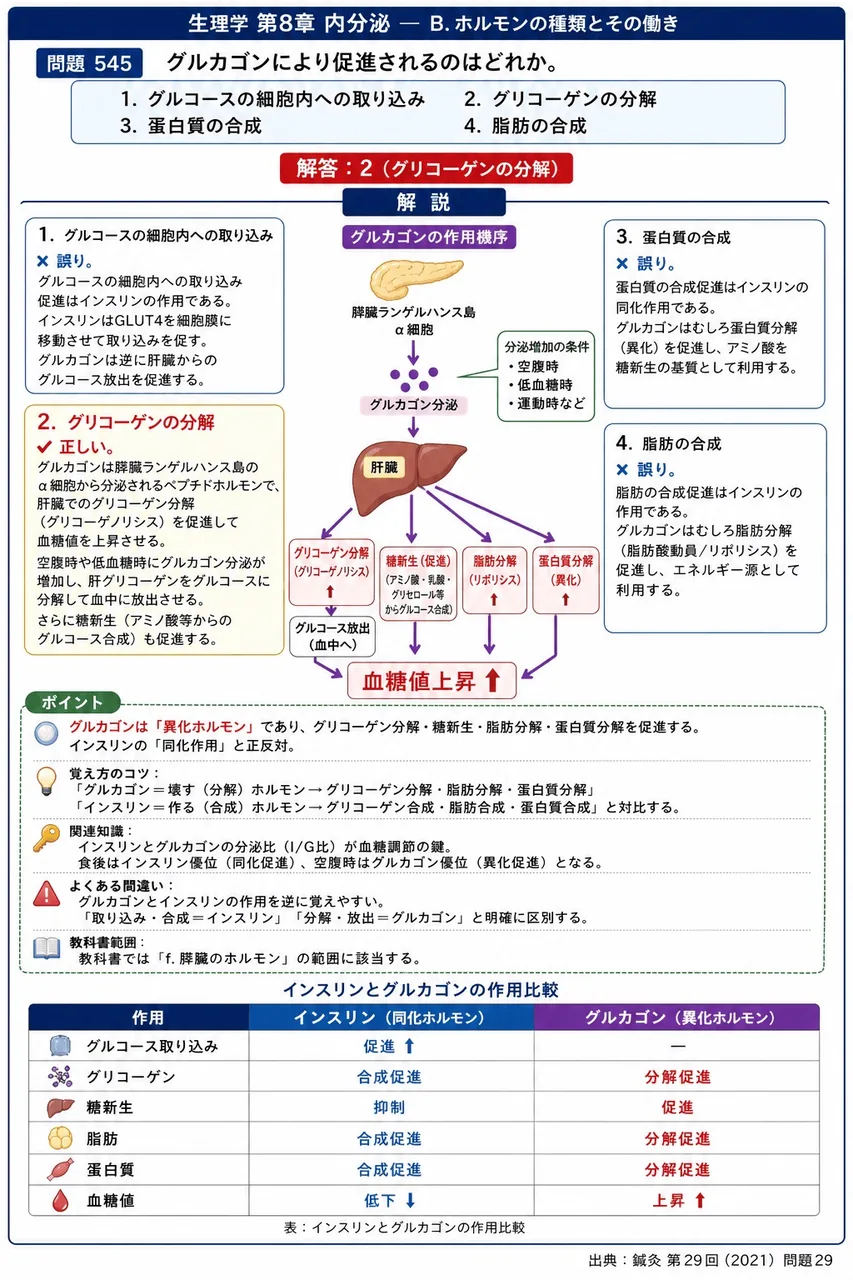 鍼灸 第29回(2021) 問題29｜グルカゴンにより促進されるのはどれか。 解説図