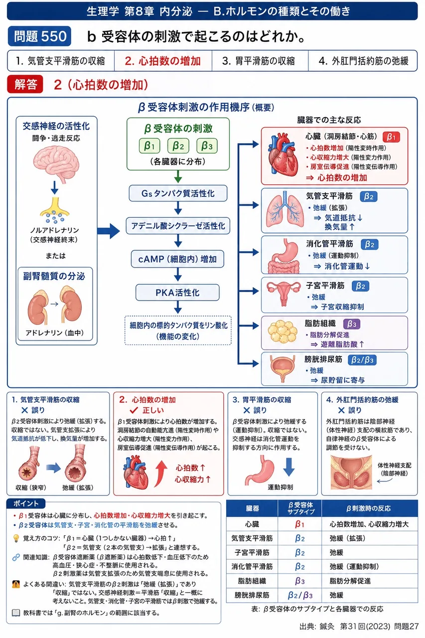 鍼灸 第31回(2023) 問題27|b 受容体の刺激で起こるのはどれか。 解説図