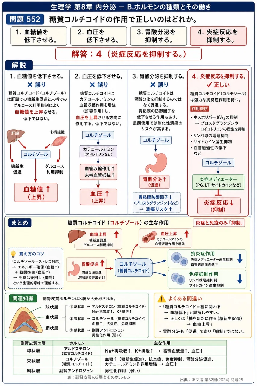 あマ指 第32回(2024) 問題28|糖質コルチコイドの作用で正しいのはどれか。 解説図