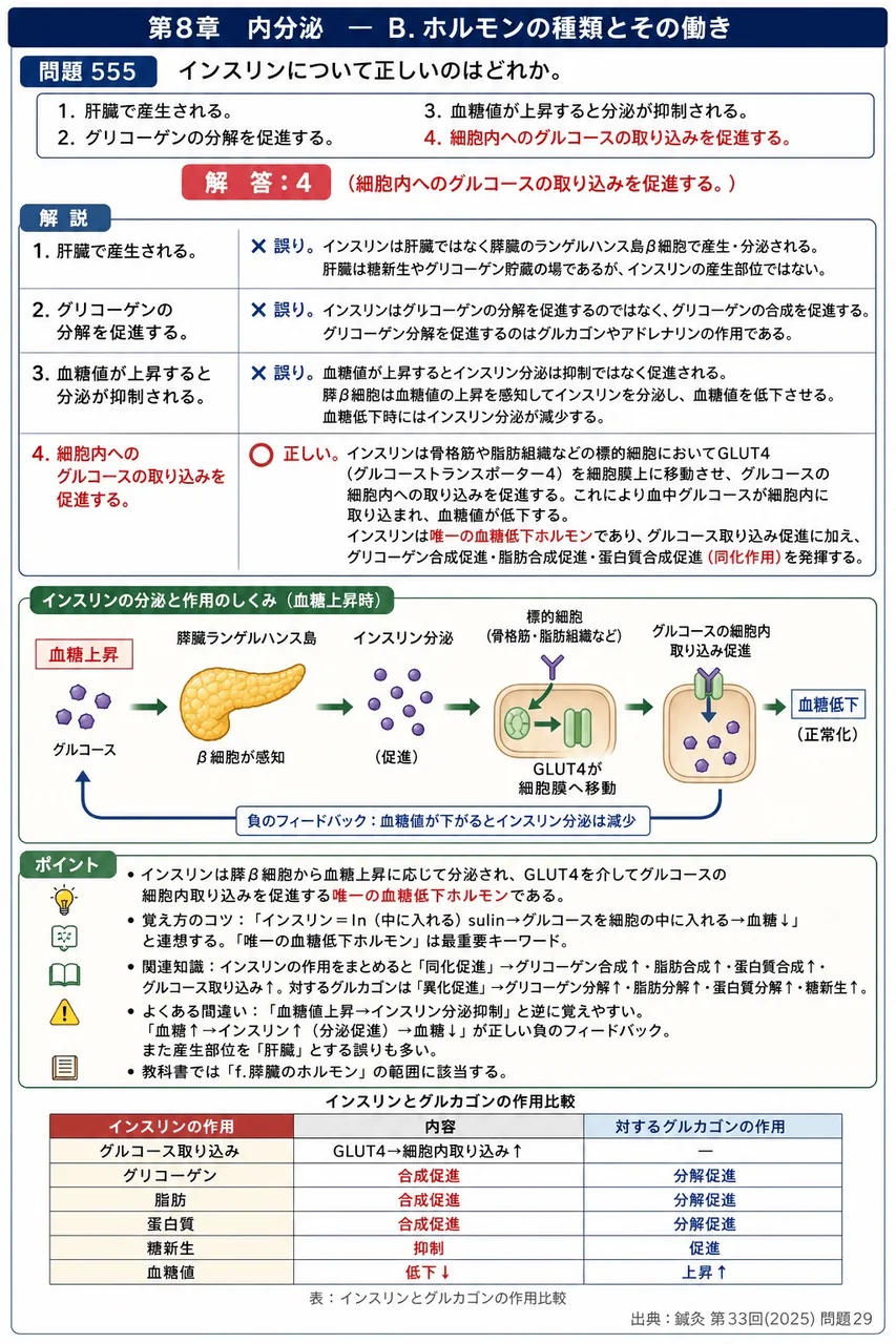 鍼灸 第33回(2025) 問題29|インスリンについて正しいのはどれか。 解説図