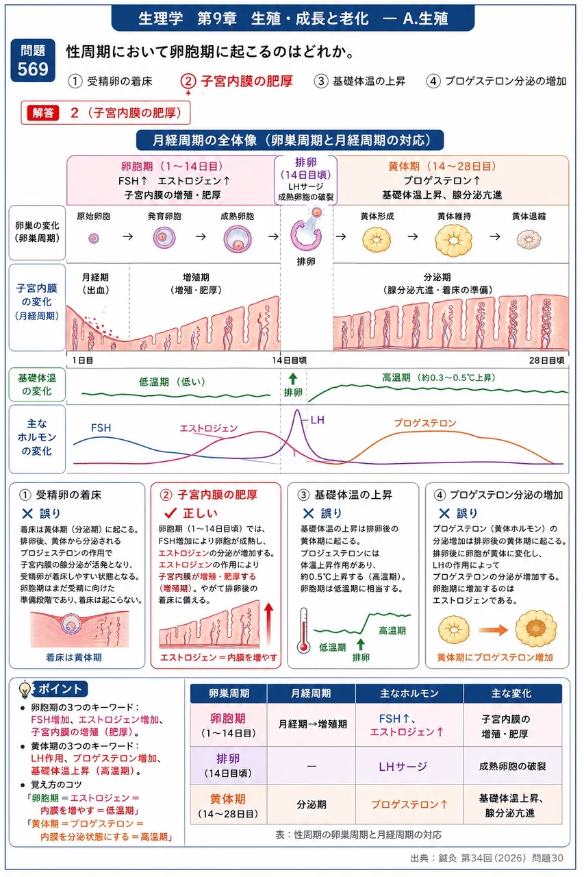 鍼灸 第34回(2026) 問題30|性周期において卵胞期に起こるのはどれか。 解説図