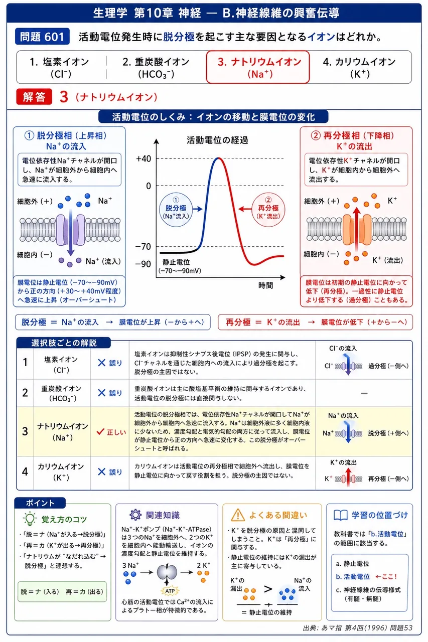 あマ指 第4回(1996) 問題53｜活動電位発生時に脱分極を起こす主な要因となるイオンはどれか。 解説図