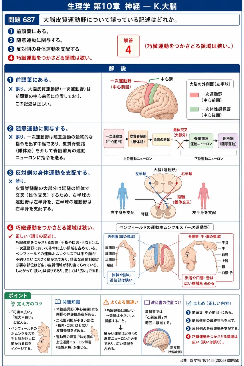 あマ指 第14回(2006) 問題50｜大脳皮質運動野について誤っている記述はどれか。 解説図