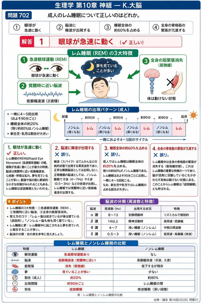 鍼灸 第34回(2026) 問題31|成人のレム睡眠について正しいのはどれか。 解説図