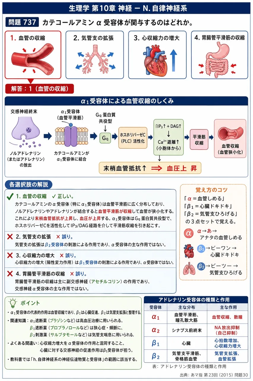 あマ指 第23回(2015) 問題30｜カテコールアミンα受容体が関与するのはどれか。 解説図