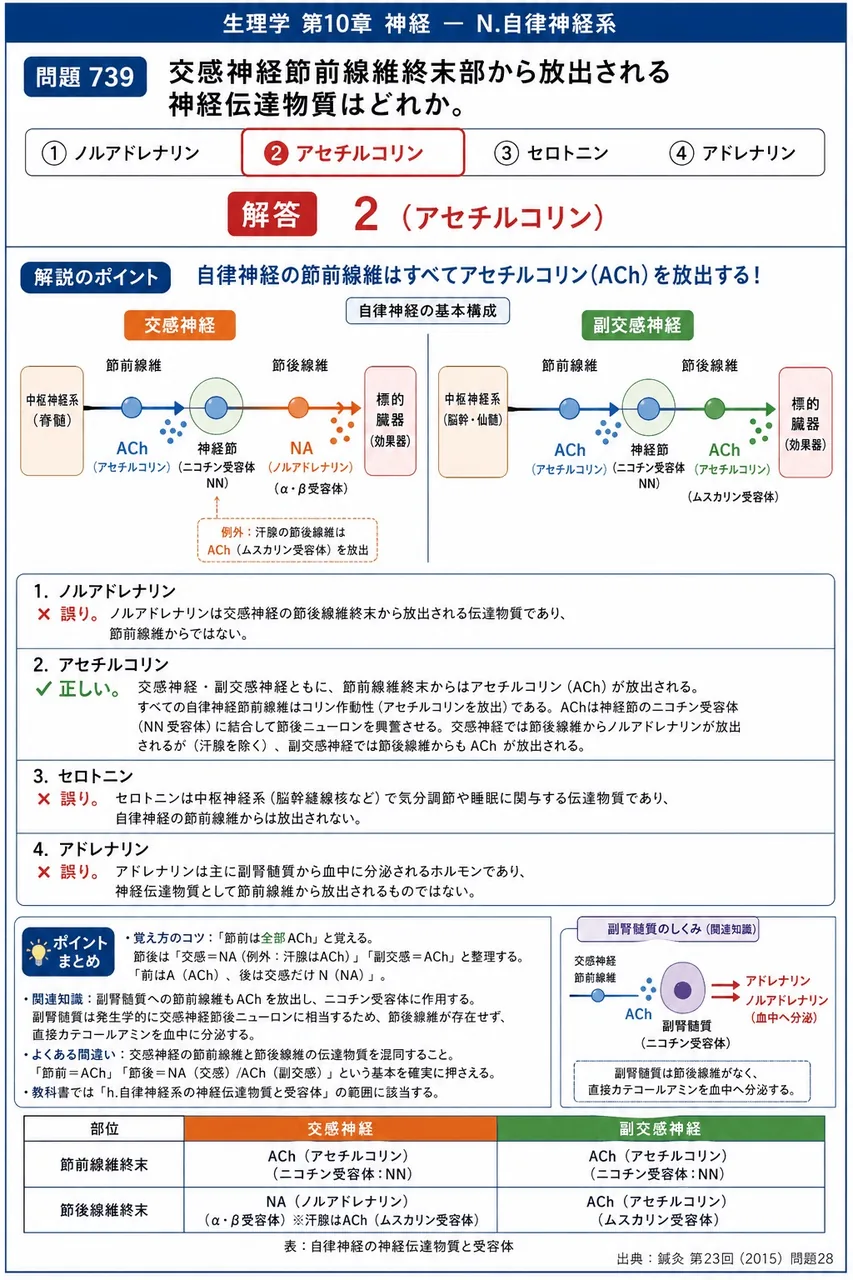 鍼灸 第23回(2015) 問題28｜交感神経節前線維終末部から放出される神経伝達物質はどれか。 解説図