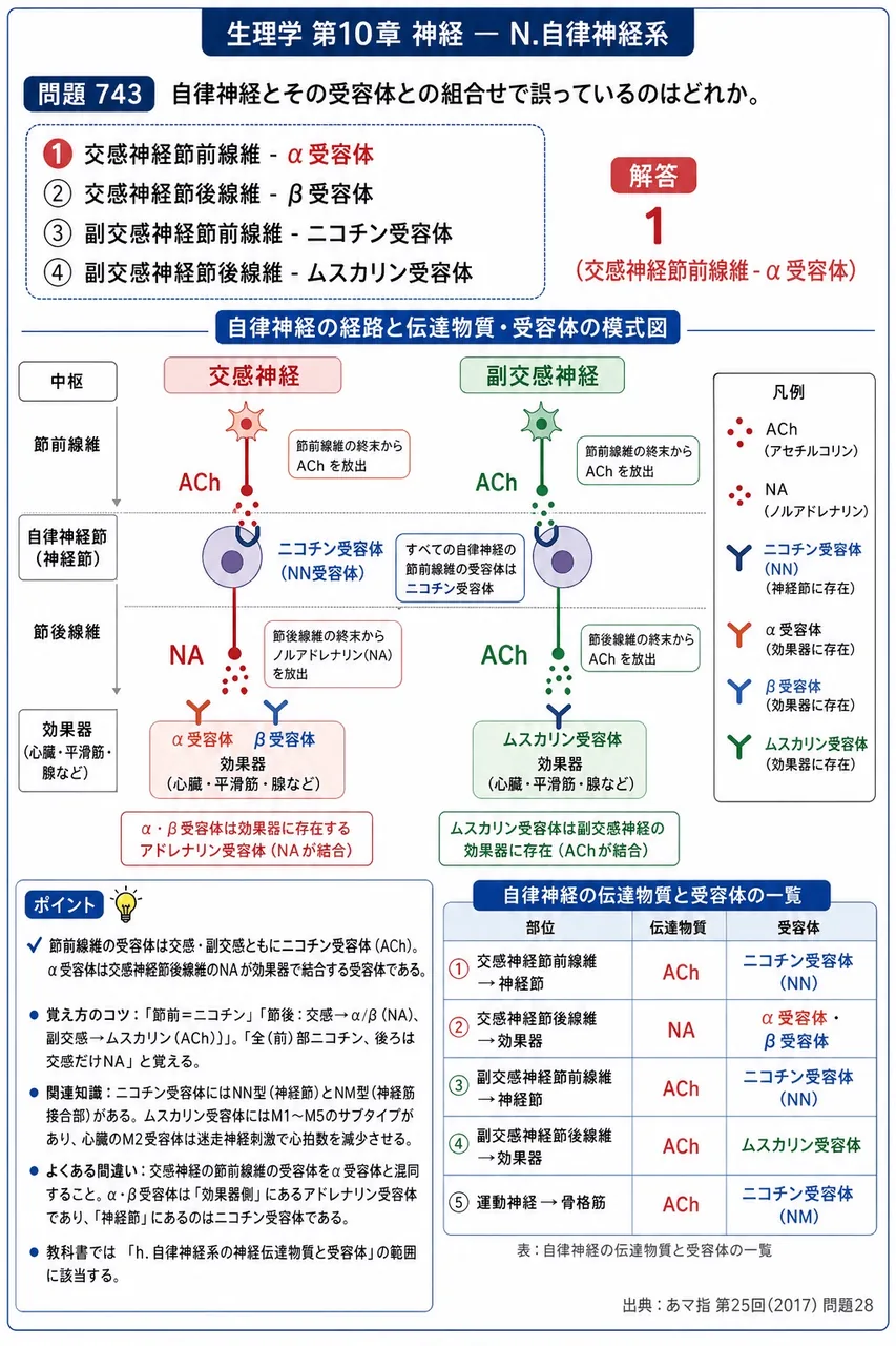 あマ指 第25回(2017) 問題28|自律神経とその受容体との組合せで誤っているのはどれか。 解説図