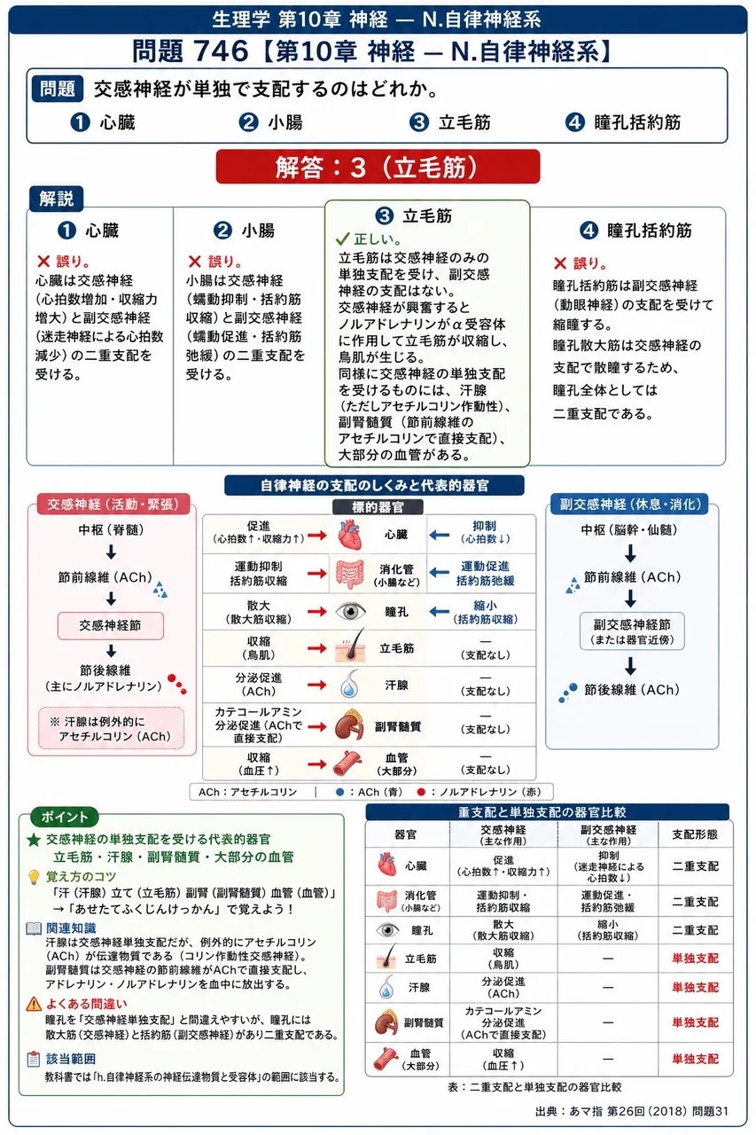 あマ指 第26回(2018) 問題31|交感神経が単独で支配するのはどれか。 解説図