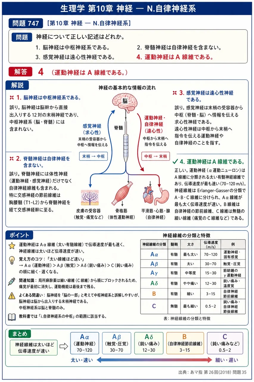 あマ指 第26回(2018) 問題35｜神経について正しい記述はどれか。 解説図