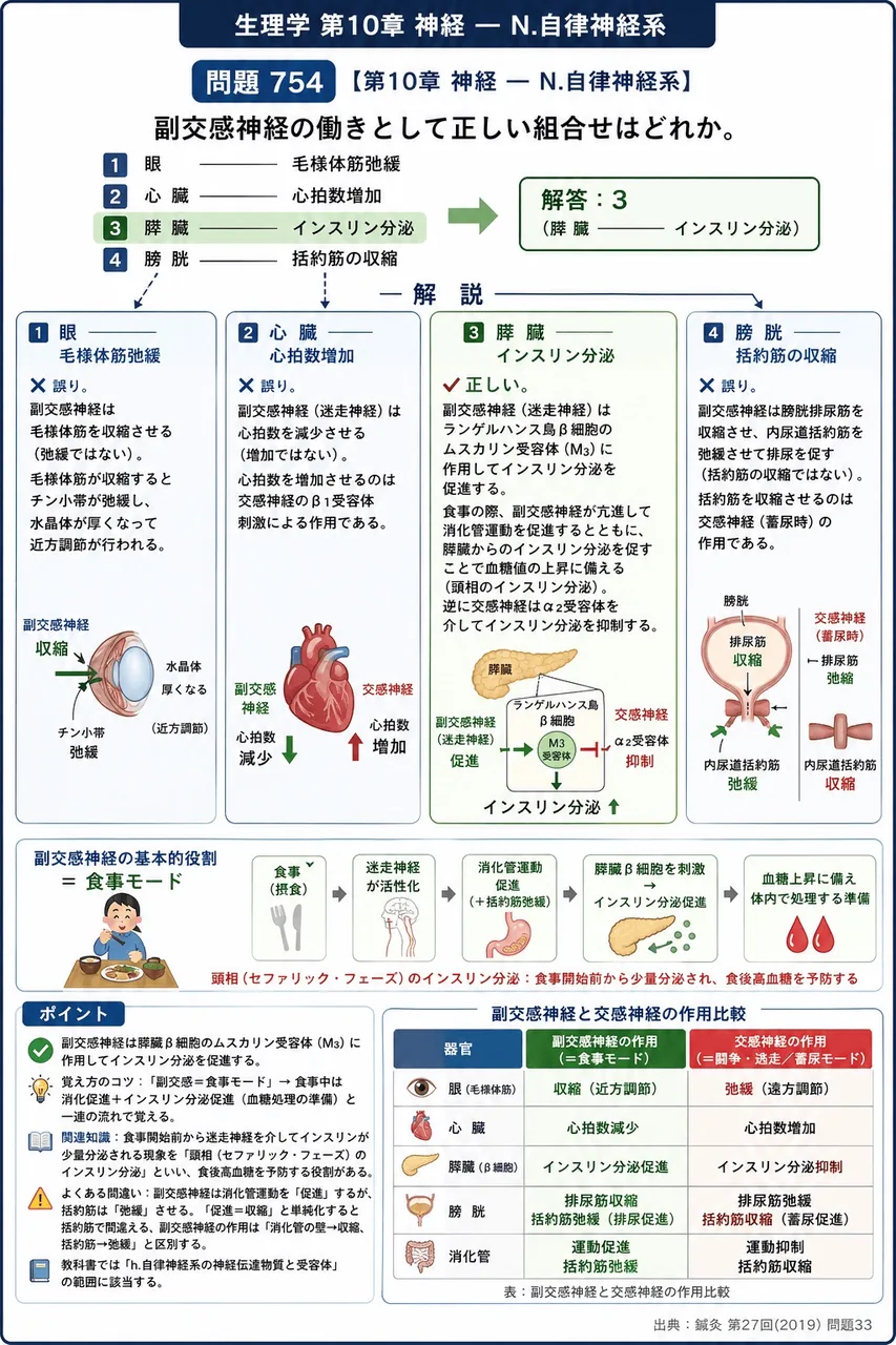 鍼灸 第27回(2019) 問題33|副交感神経の働きとして正しい組合せはどれか。 解説図