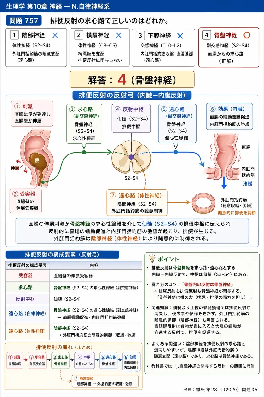 鍼灸 第28回(2020) 問題35|排便反射の求心路で正しいのはどれか。 解説図