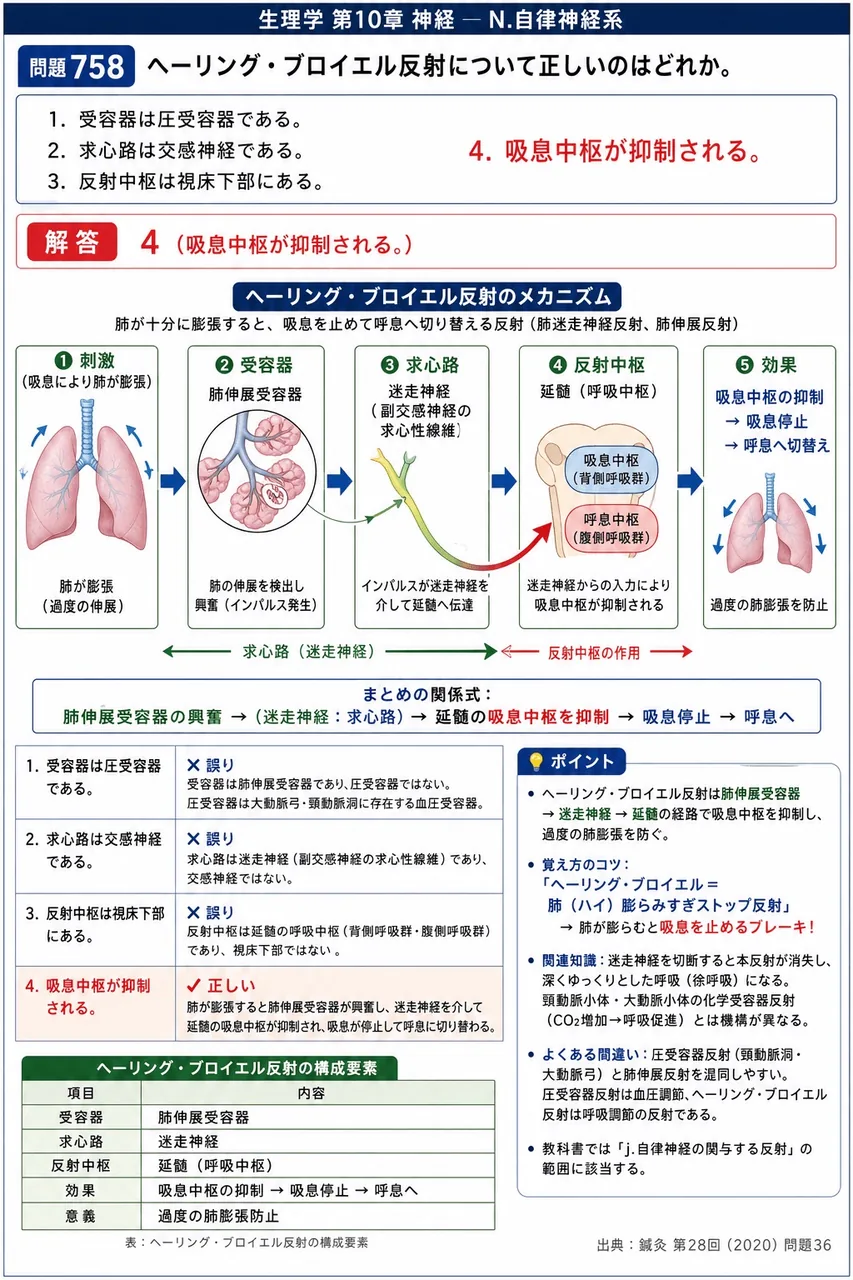 鍼灸 第28回(2020) 問題36｜ヘーリング・ブロイエル反射について正しいのはどれか。 解説図