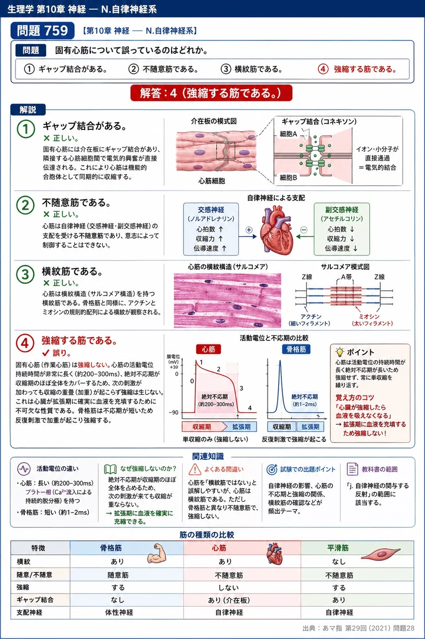 あマ指 第29回(2021) 問題28｜固有心筋について誤っているのはどれか。 解説図
