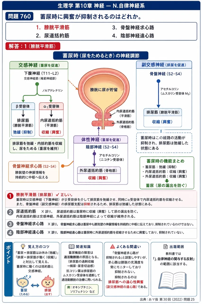 あマ指 第30回(2022) 問題25｜蓄尿時に興奮が抑制されるのはどれか。 解説図