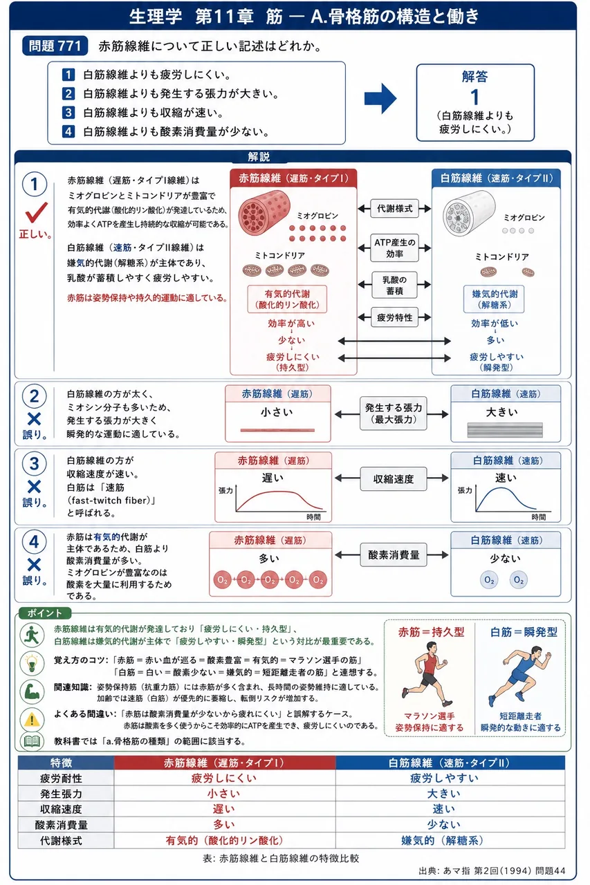 あマ指 第2回(1994) 問題44|赤筋線維について正しい記述はどれか。 解説図