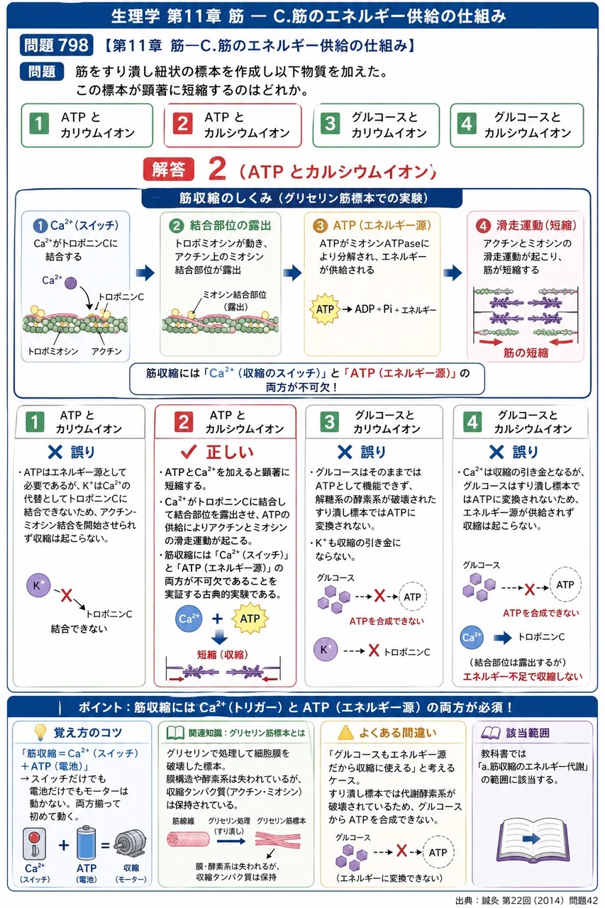 鍼灸 第22回(2014) 問題42｜筋をすり潰し紐状の標本を作成し以下物質を加えた。この標本が顕著に短縮するのはどれか。 解説図