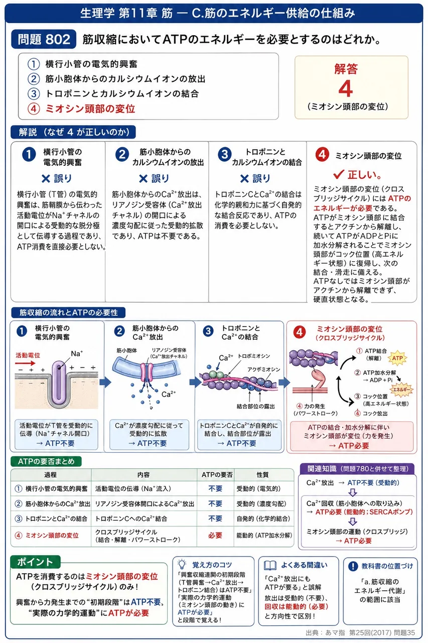 あマ指 第25回(2017) 問題35｜筋収縮においてATPのエネルギーを必要とするのはどれか。 解説図