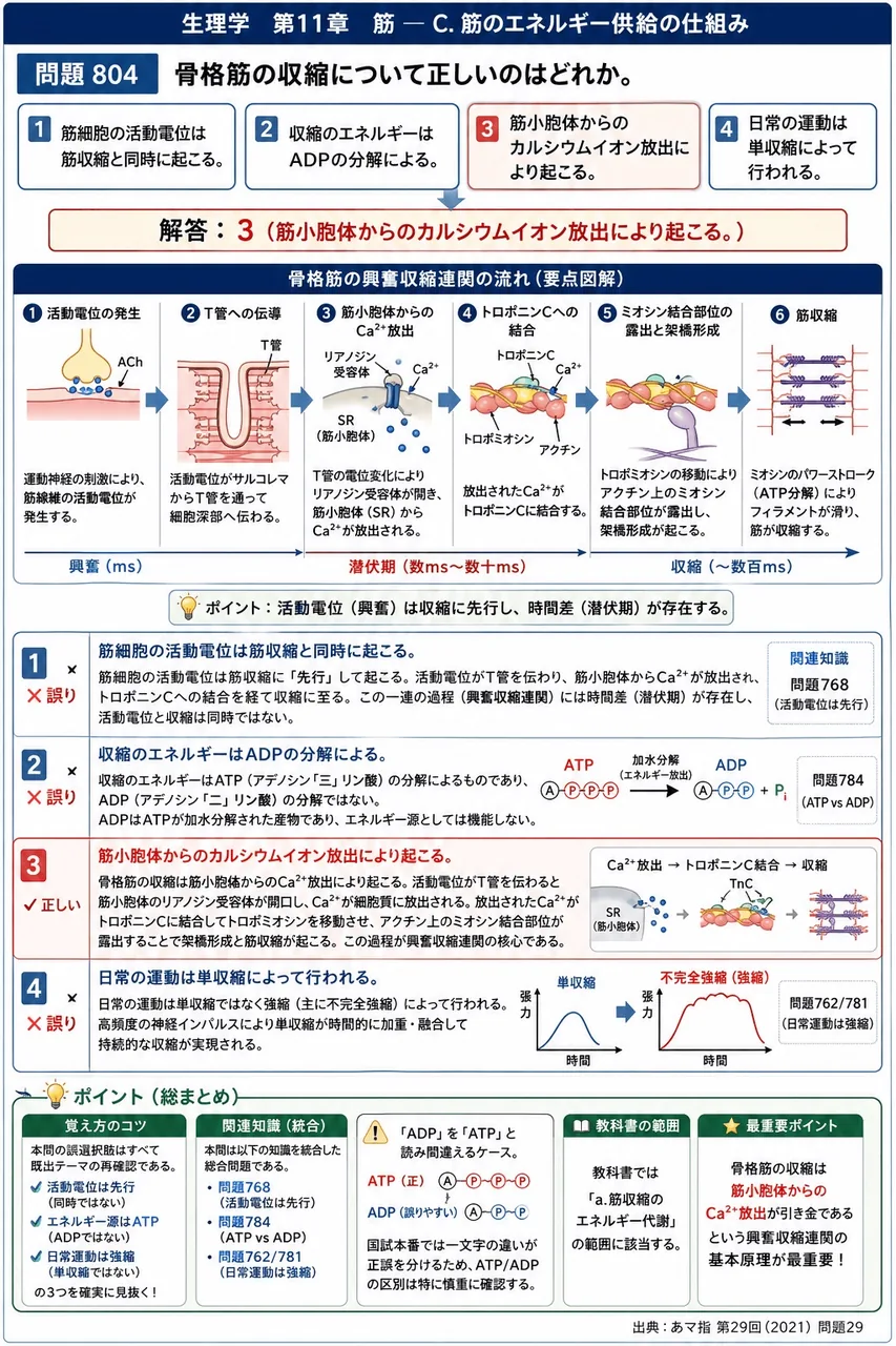 あマ指 第29回(2021) 問題29｜骨格筋の収縮について正しいのはどれか。 解説図