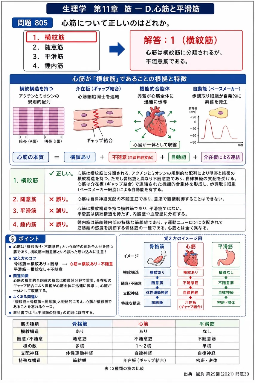 鍼灸 第29回(2021) 問題30|心筋について正しいのはどれか。 解説図