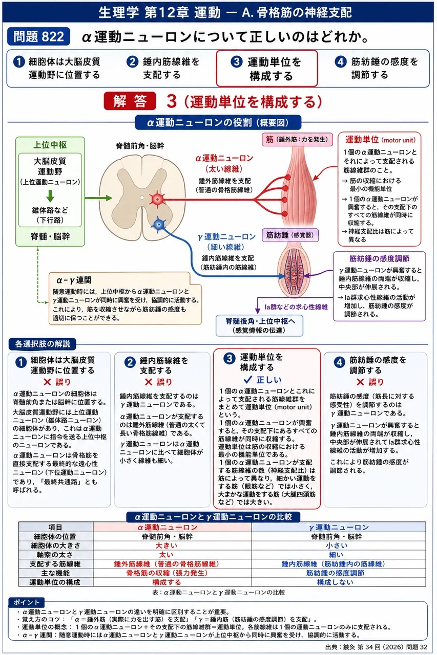 鍼灸 第34回(2026) 問題32|α運動ニューロンについて正しいのはどれか。 解説図