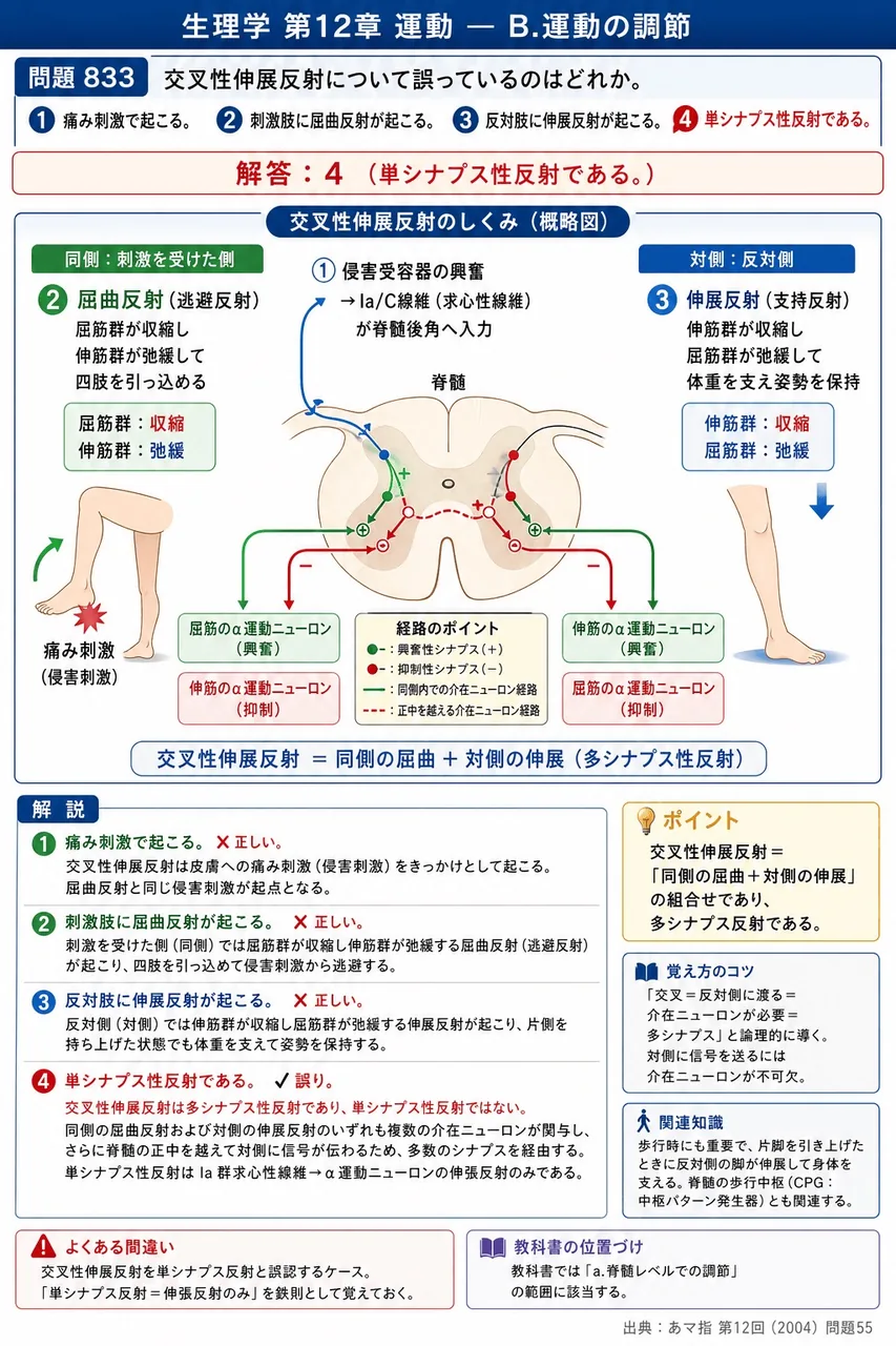 あマ指 第12回(2004) 問題55｜交叉性伸展反射について誤っているのはどれか。 解説図