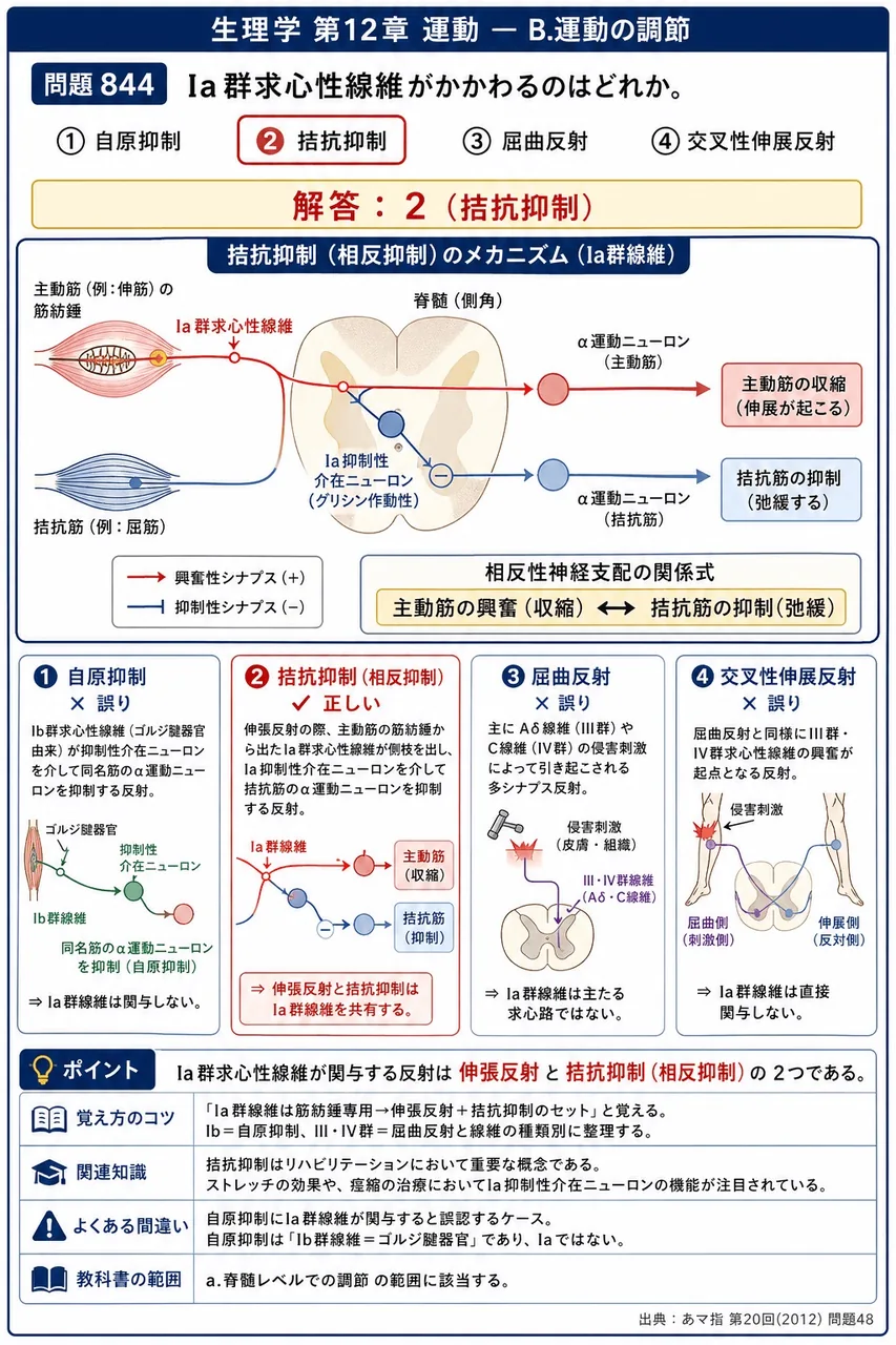 あマ指 第20回(2012) 問題48｜Ia群求心性線維がかかわるのはどれか。 解説図