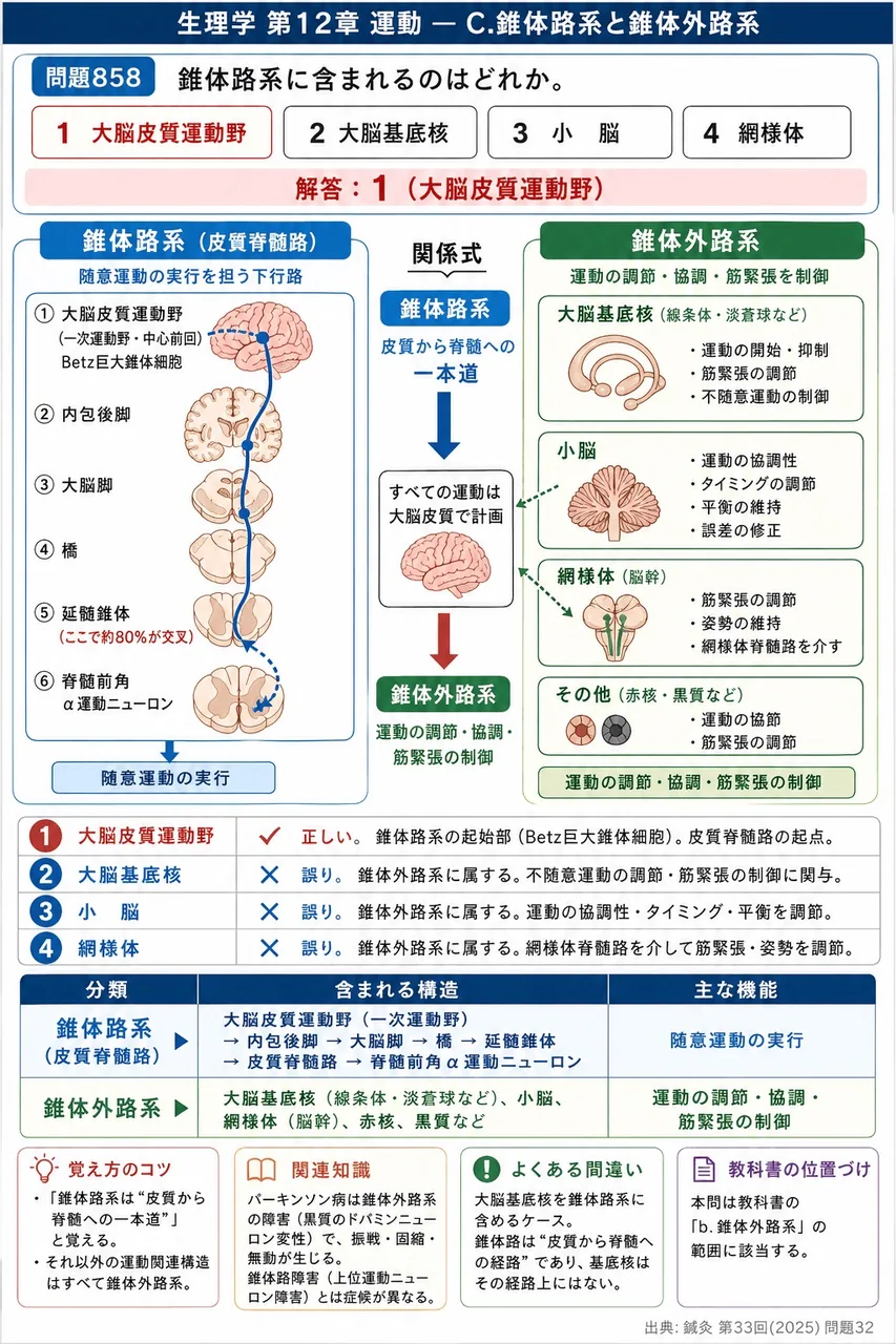 鍼灸 第33回(2025) 問題32｜錐体路系に含まれるのはどれか。 解説図