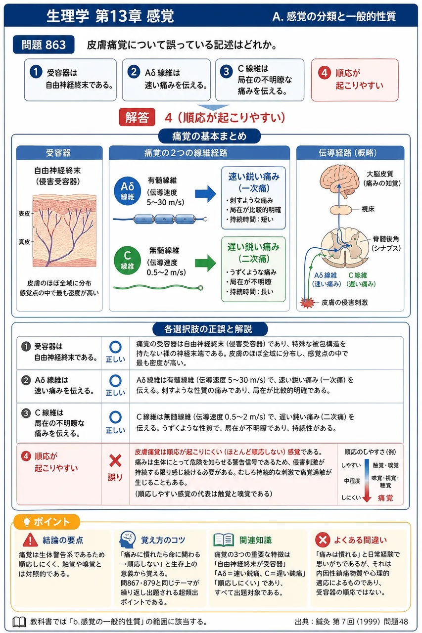 鍼灸 第7回(1999) 問題48｜皮膚痛覚について誤っている記述はどれか。 解説図