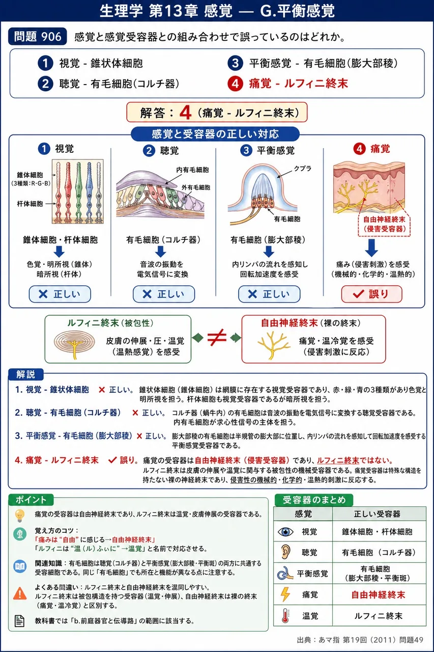 あマ指 第19回(2011) 問題49｜感覚と感覚受容器との組み合わせで誤っているのはどれか。 解説図