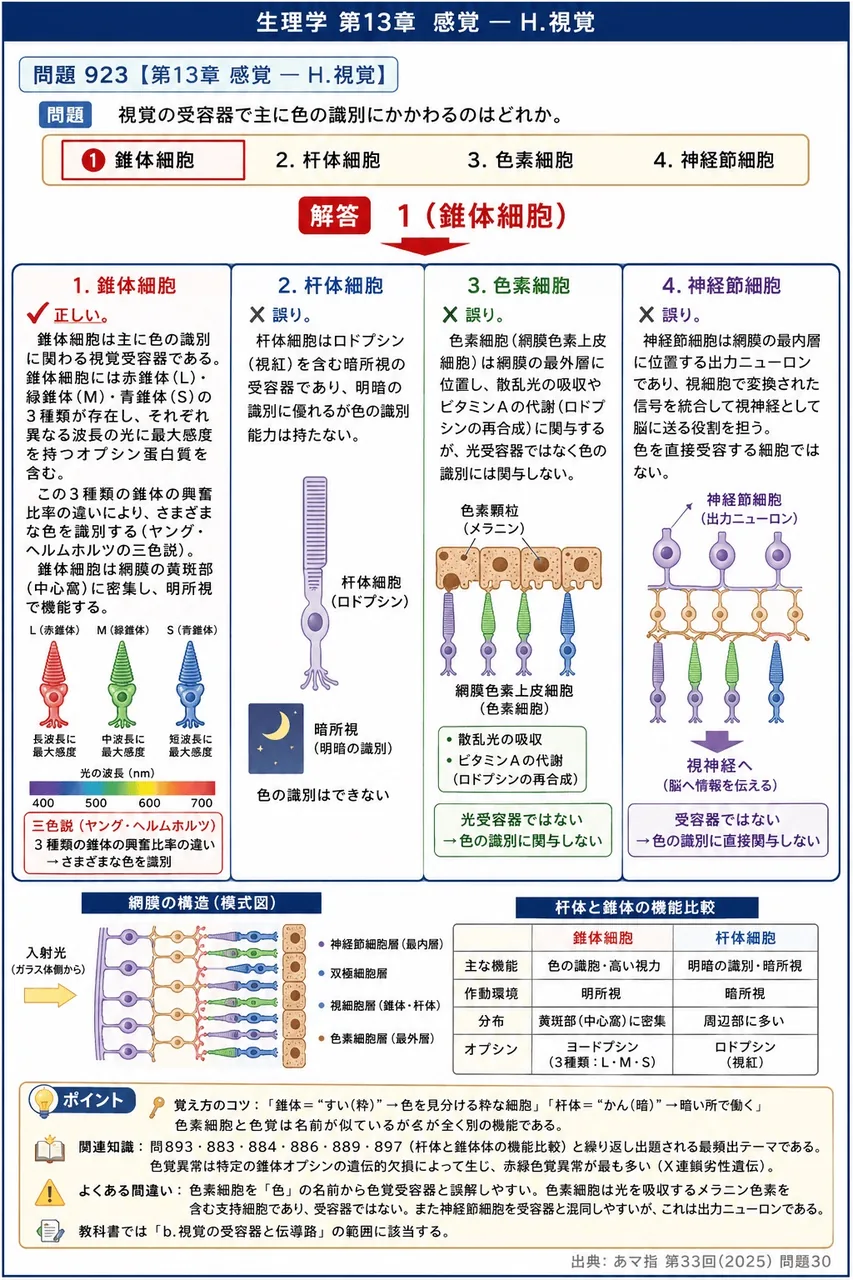 あマ指 第33回(2025) 問題30｜視覚の受容器で主に色の識別にかかわるのはどれか。 解説図