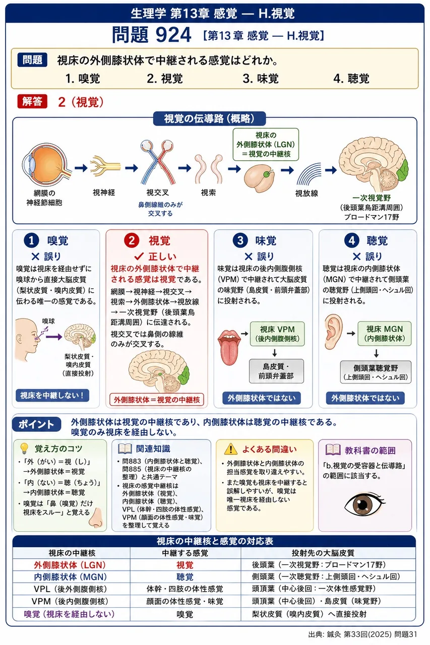 鍼灸 第33回(2025) 問題31|視床の外側膝状体で中継される感覚はどれか。 解説図