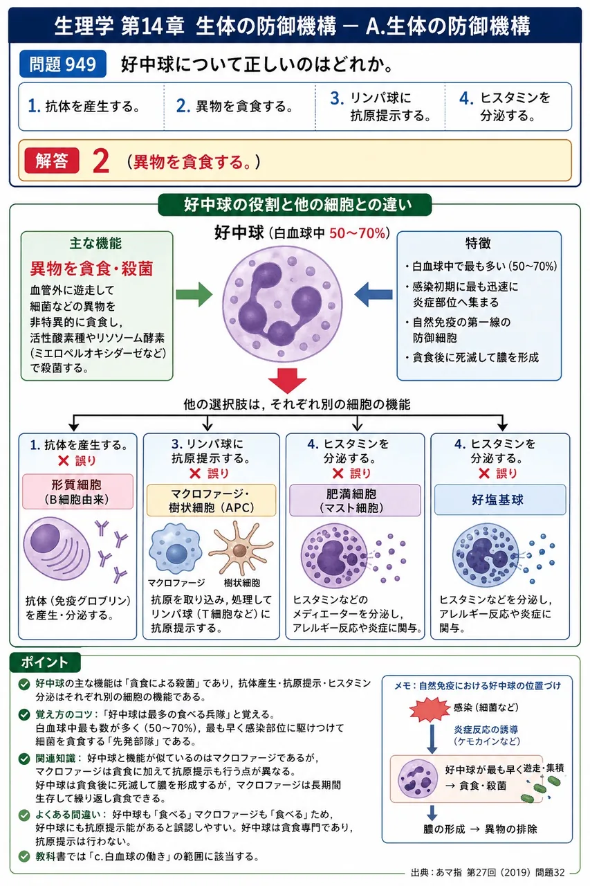 あマ指 第27回(2019) 問題32｜好中球について正しいのはどれか。 解説図