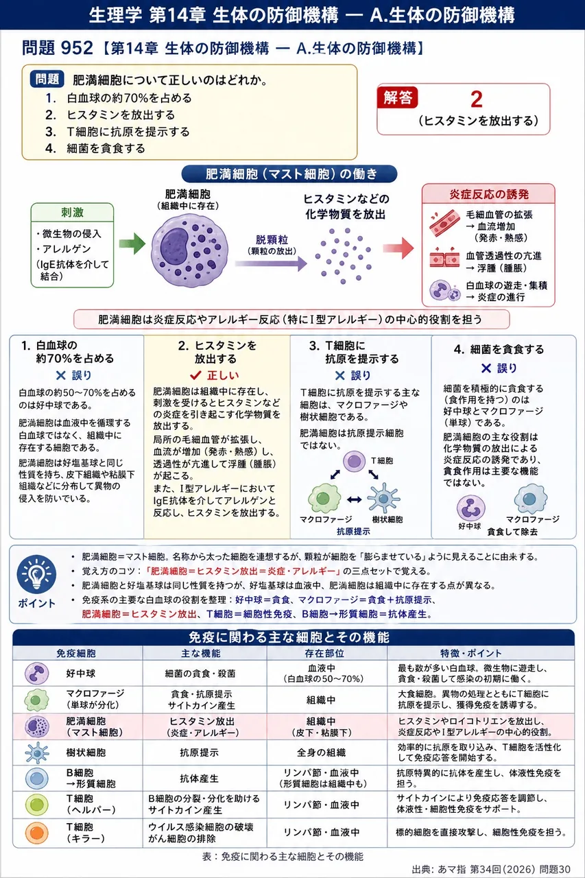 あマ指 第34回(2026) 問題30|肥満細胞について正しいのはどれか。 解説図